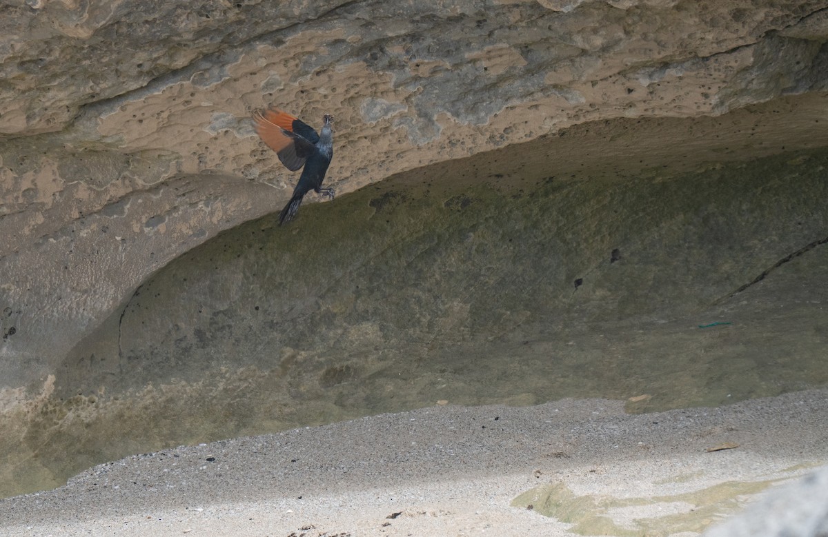 Red-winged Starling - ML646341405