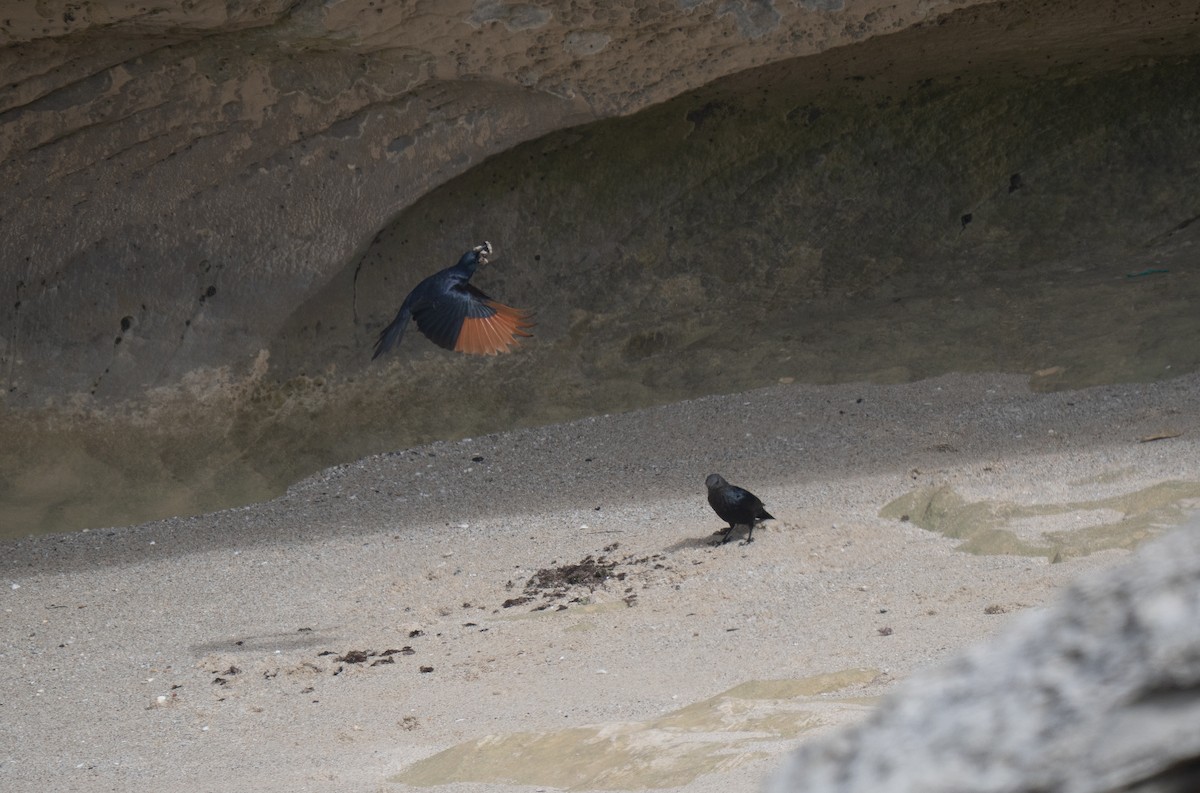 Red-winged Starling - ML646341406