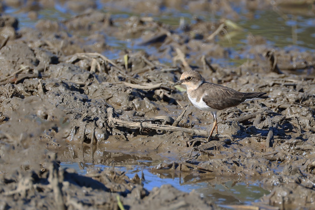 Little Ringed Plover (curonicus) - ML646341409