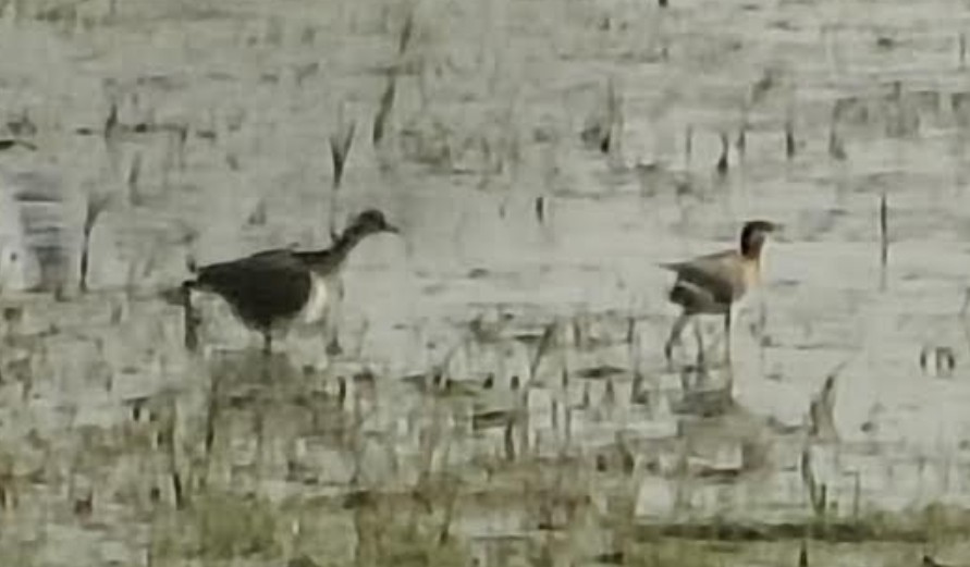 ostnák hnědoocasý - ML646341427