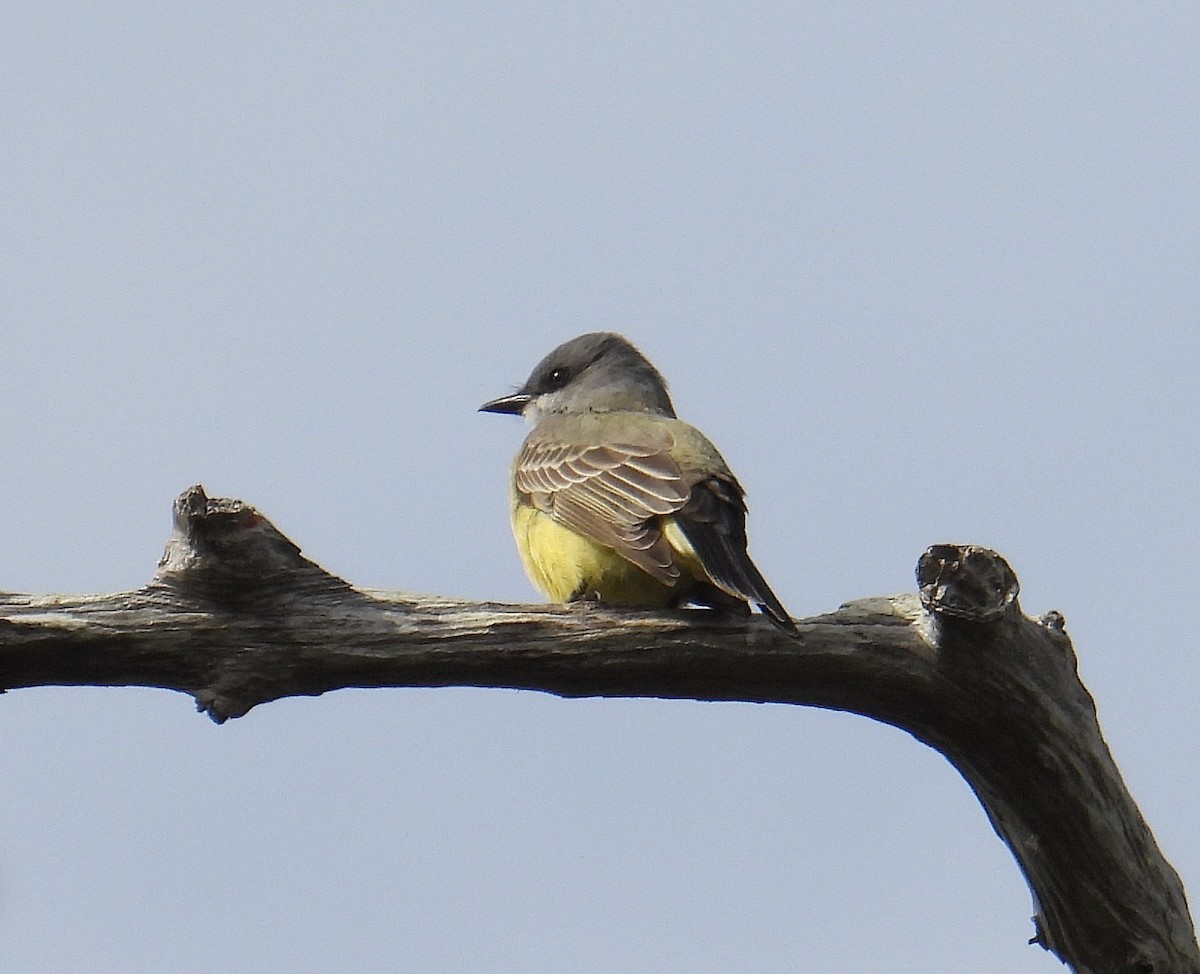 Cassin's Kingbird - ML646341428