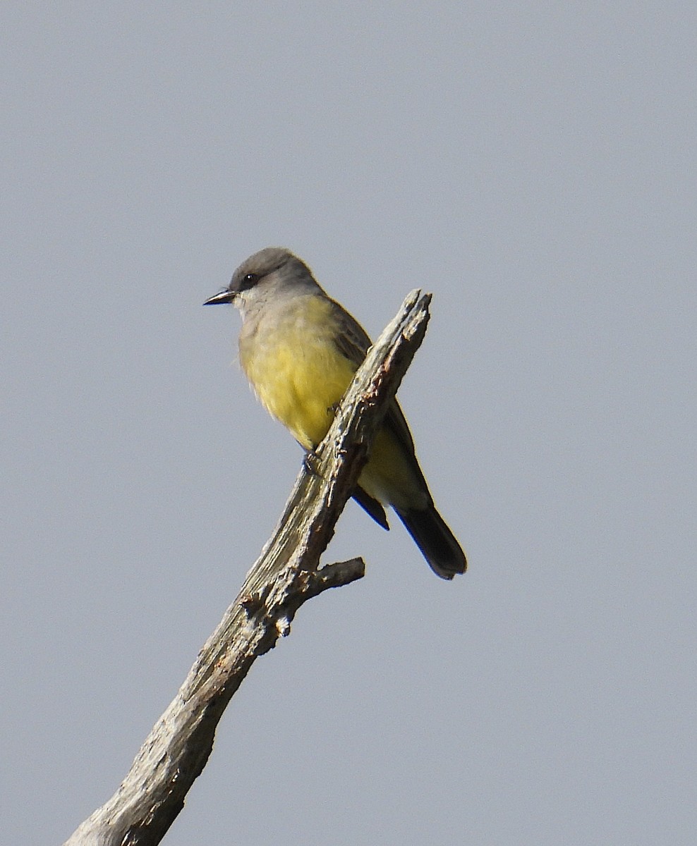 Cassin's Kingbird - ML646341430