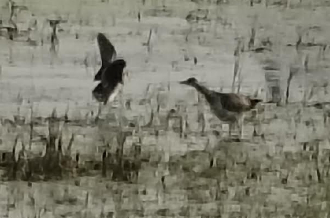 ostnák hnědoocasý - ML646341431