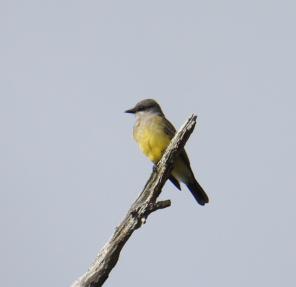 Cassin's Kingbird - ML646341434