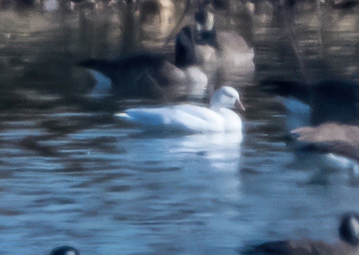 husa bělostná - ML646341438