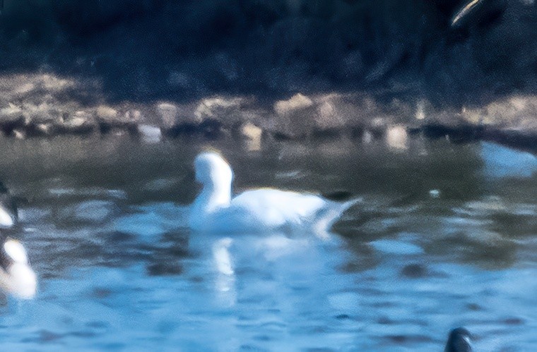 husa bělostná - ML646341439