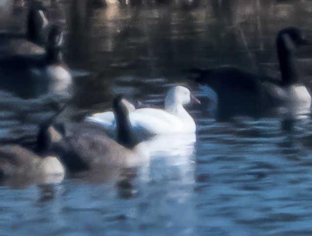 husa bělostná - ML646341440