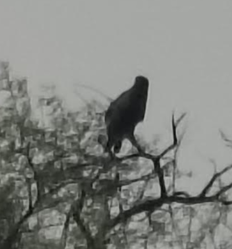 Águila Esteparia - ML646341441