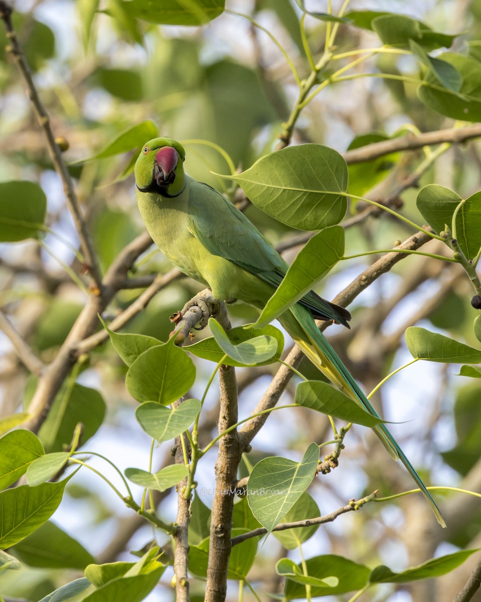 Rose-ringed Parakeet - ML646341442