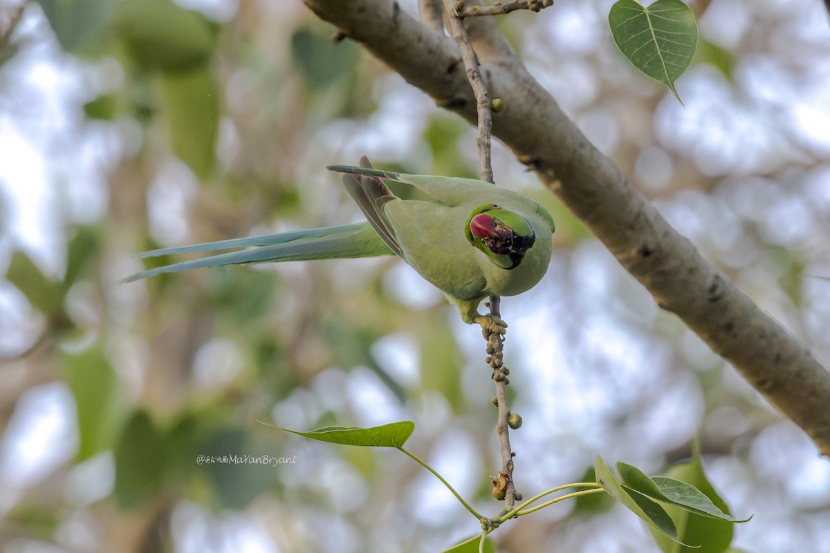 Rose-ringed Parakeet - ML646341443