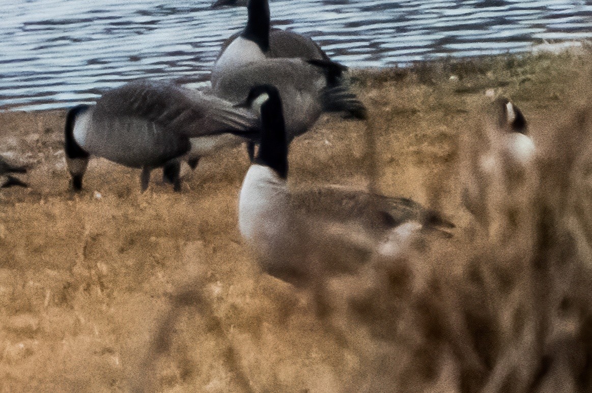 小加拿大雁 - ML646341445