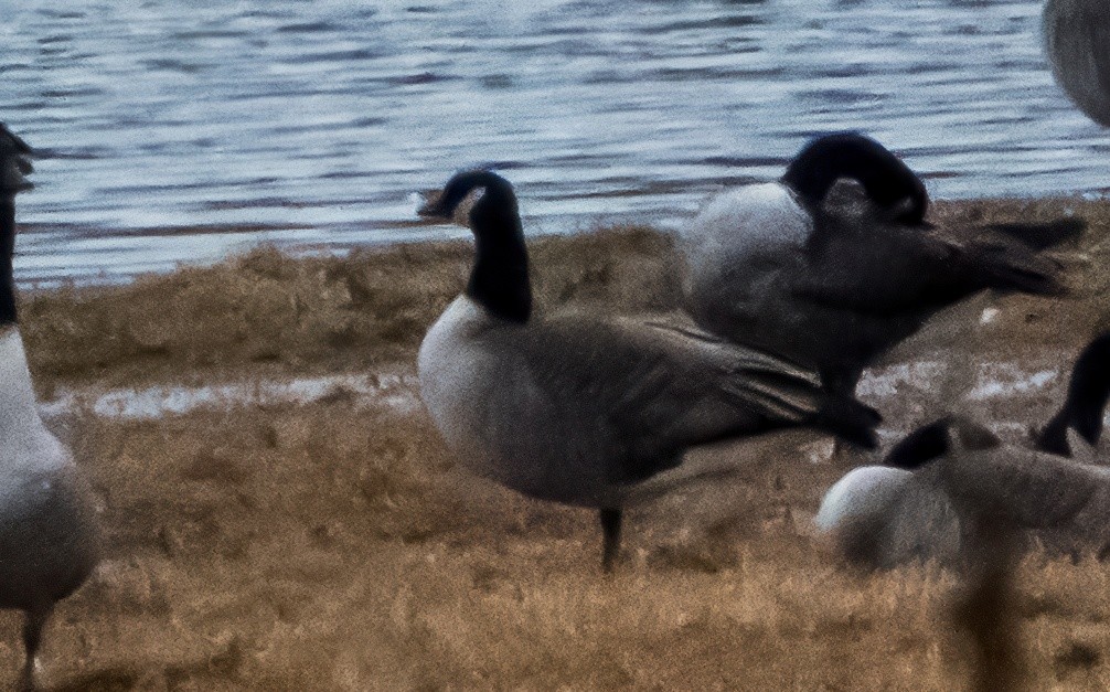 小加拿大雁 - ML646341446