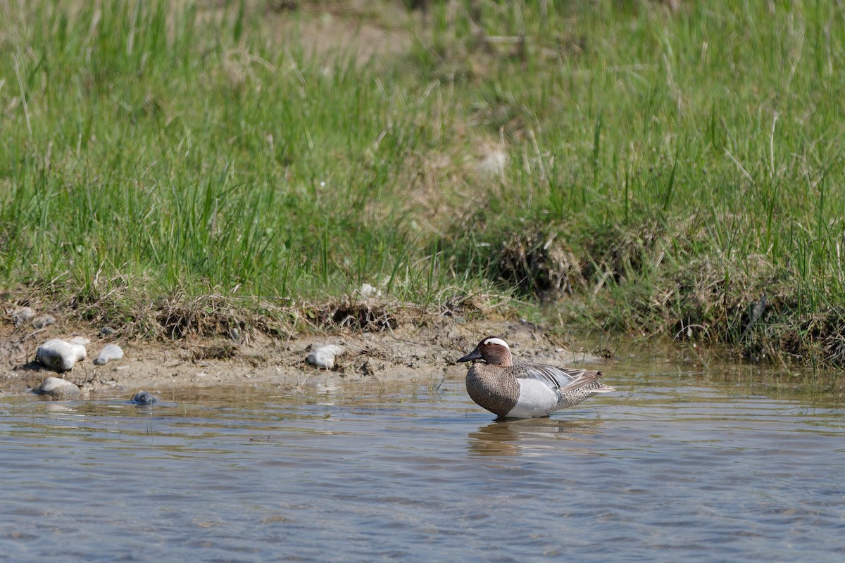 Garganey - ML646341464