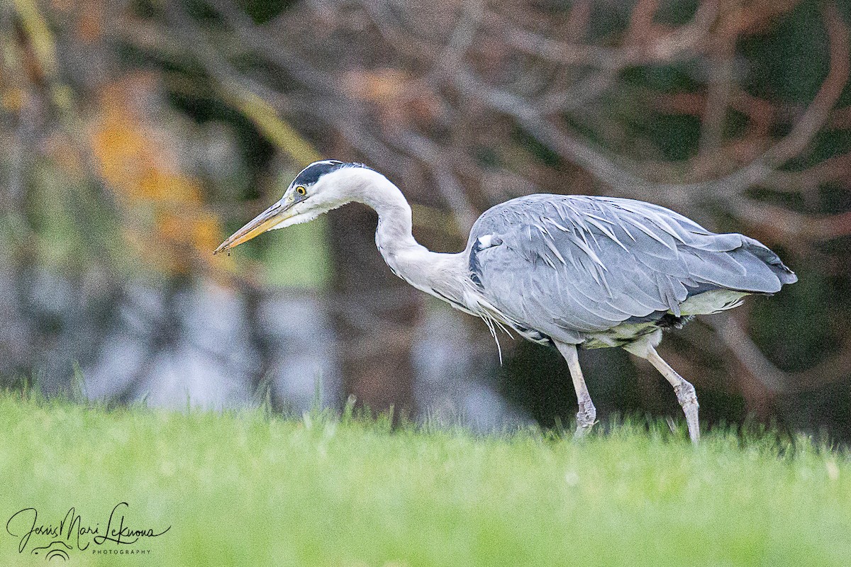 Gray Heron - ML646341466