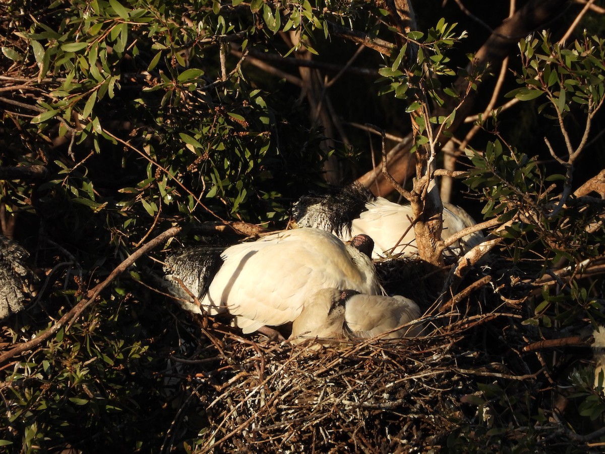 Australian Ibis - ML646341467