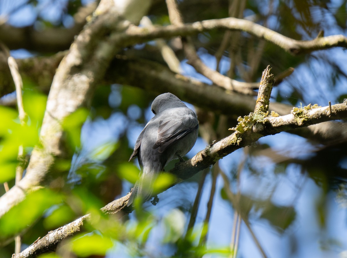 Gray Cuckooshrike - ML646341469