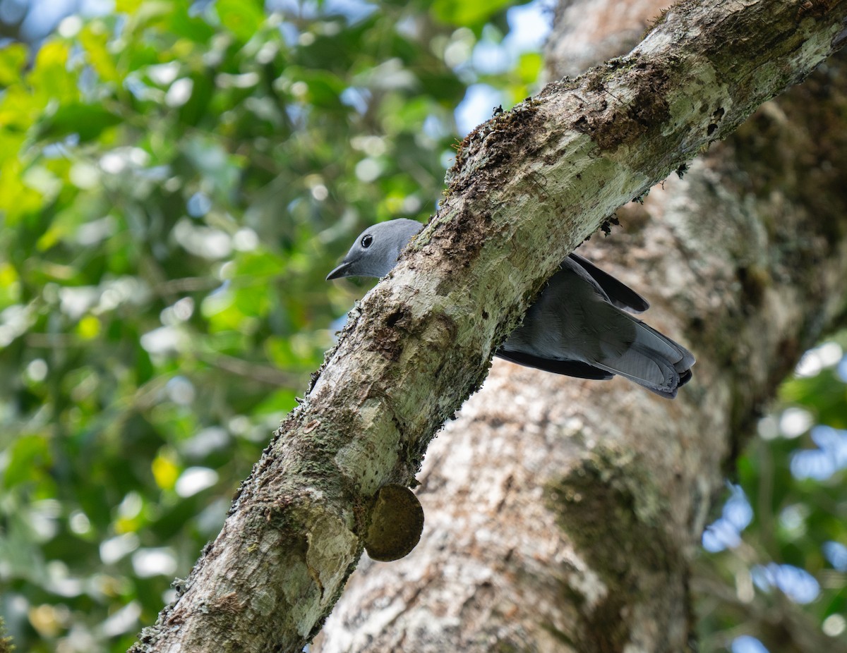 Gray Cuckooshrike - ML646341470