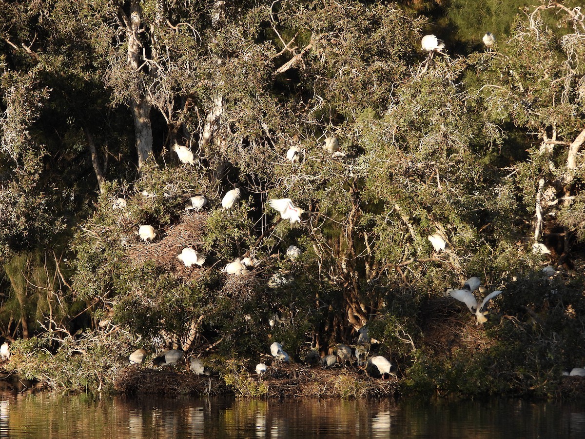 Australian Ibis - ML646341471