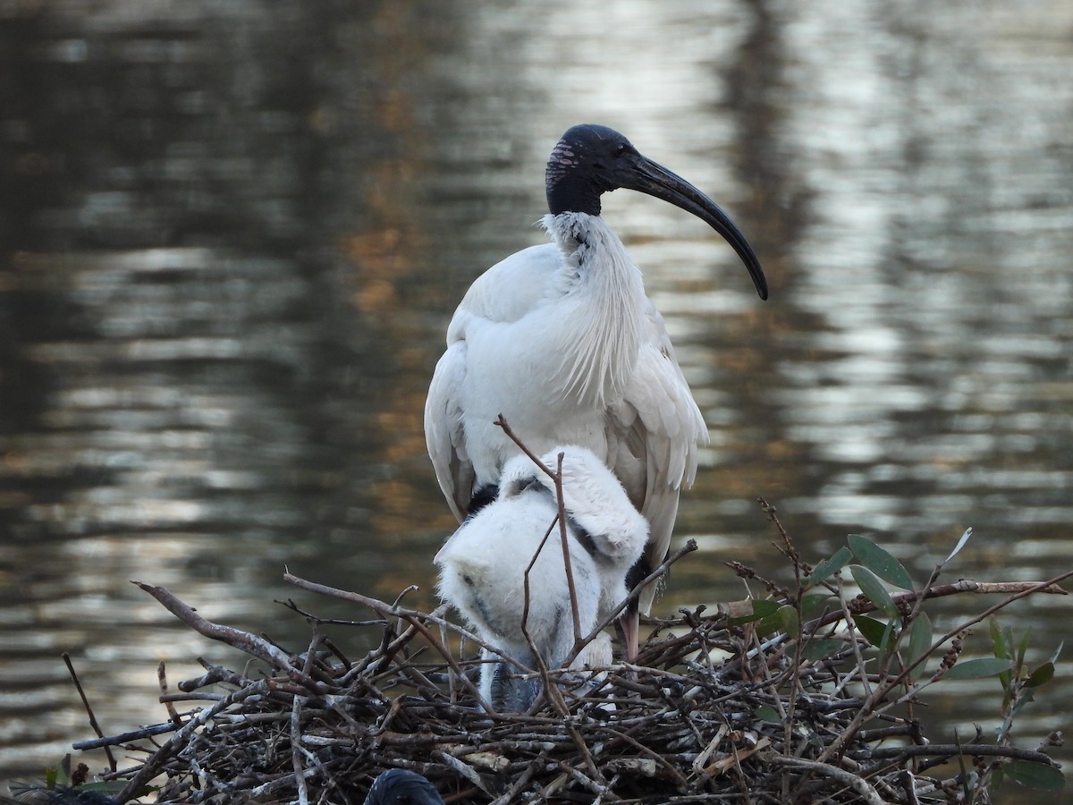 Australian Ibis - ML646341472