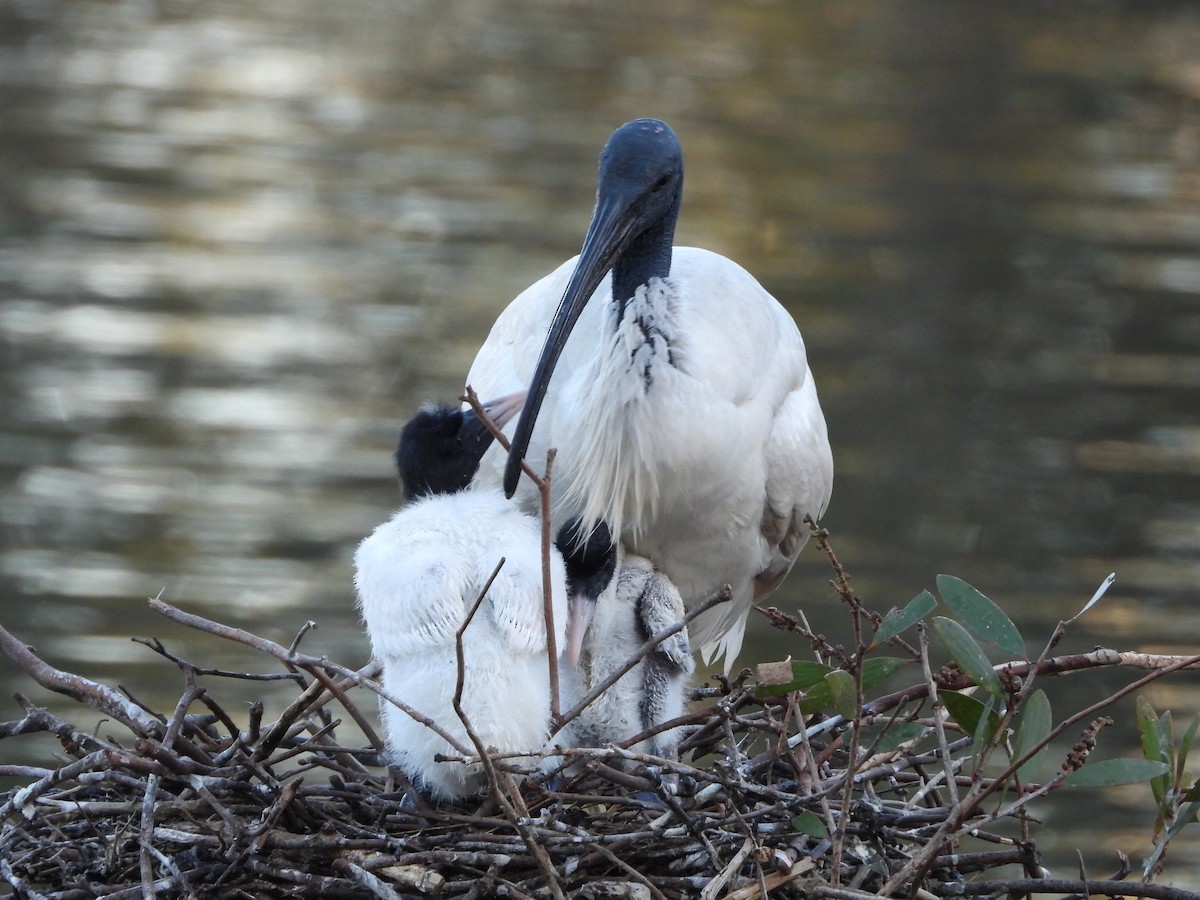 Australian Ibis - ML646341473