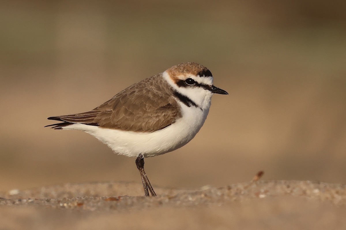 Fratino - ML646341474