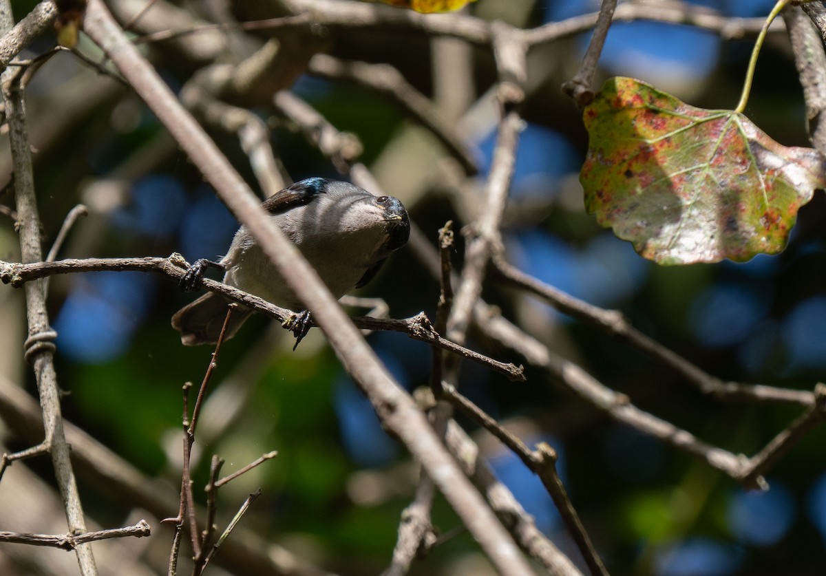 Suimanga Ratonil - ML646341475