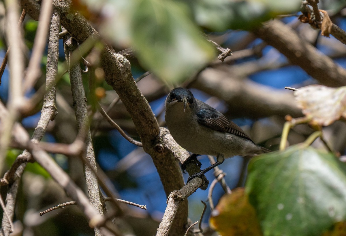 Suimanga Ratonil - ML646341476