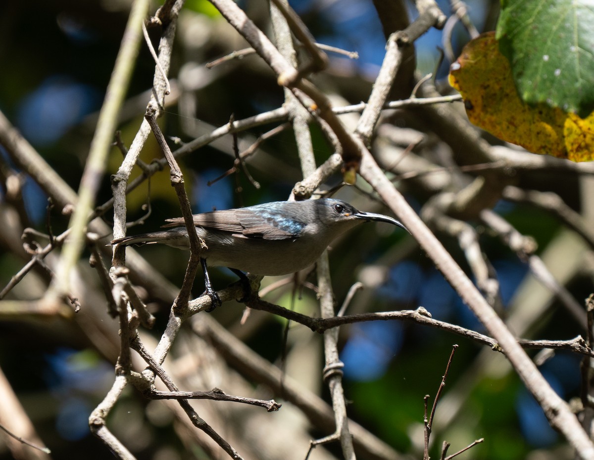 Suimanga Ratonil - ML646341477