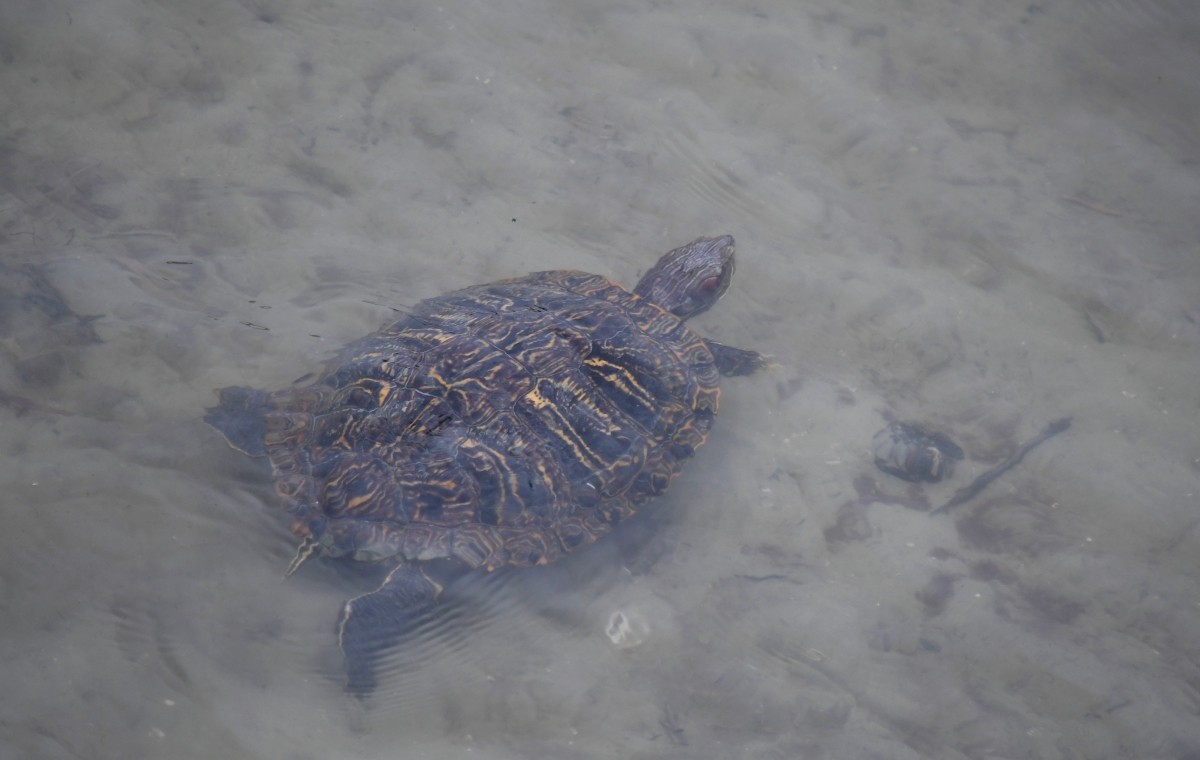 Red-eared Slider - ML646341478