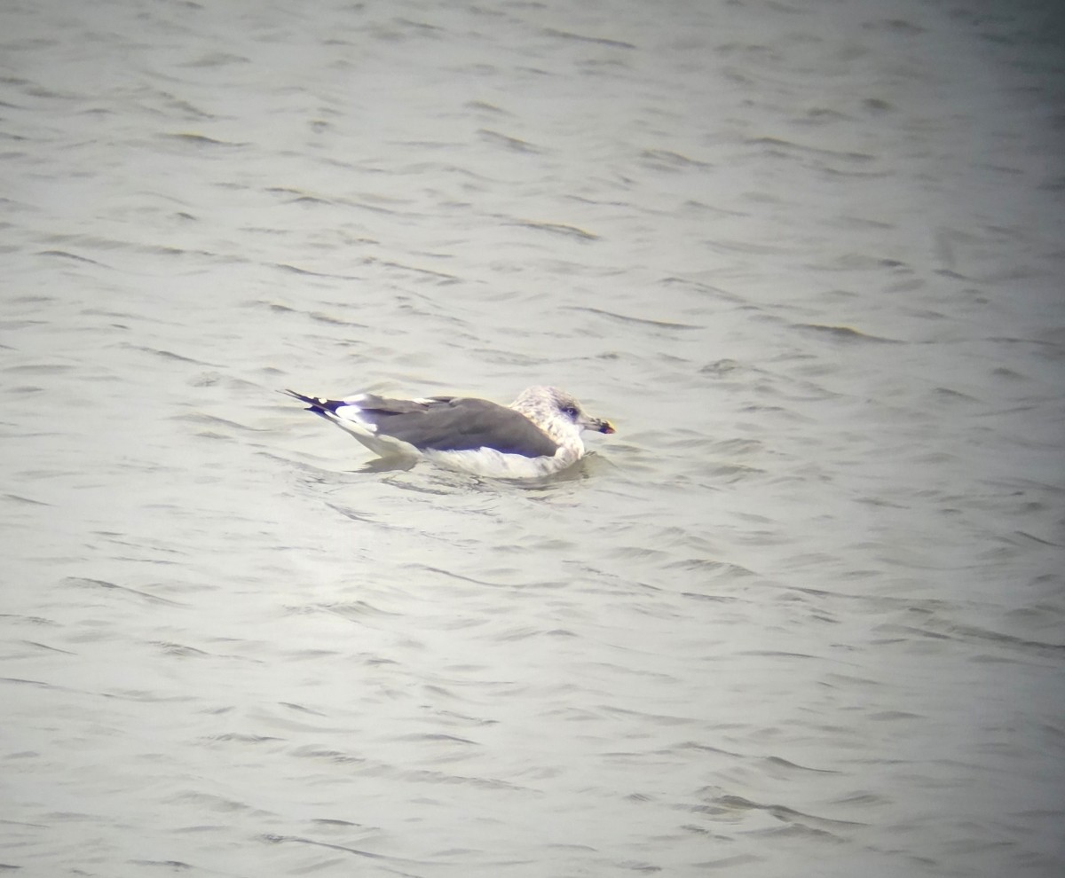 Zafferano - ML646341481