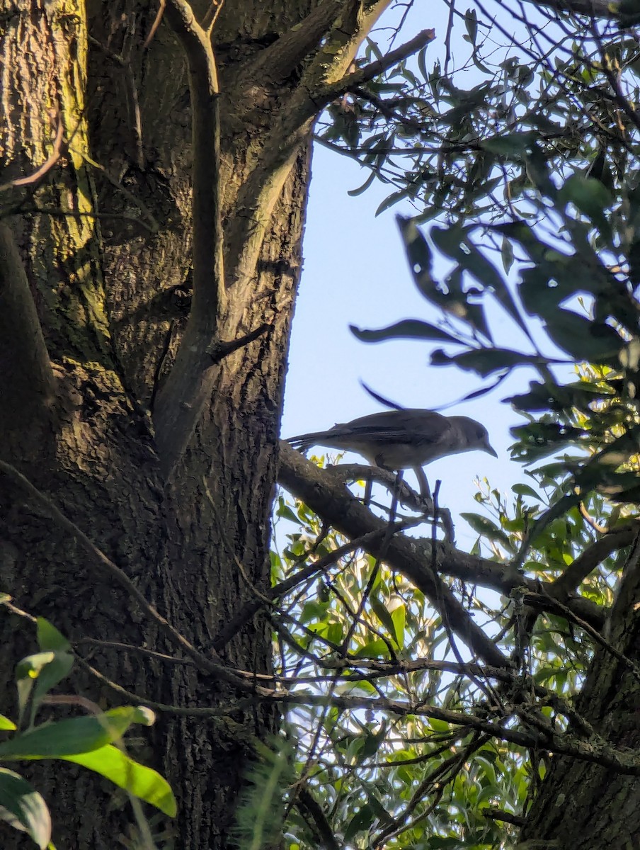 Gray Shrikethrush - ML646341482