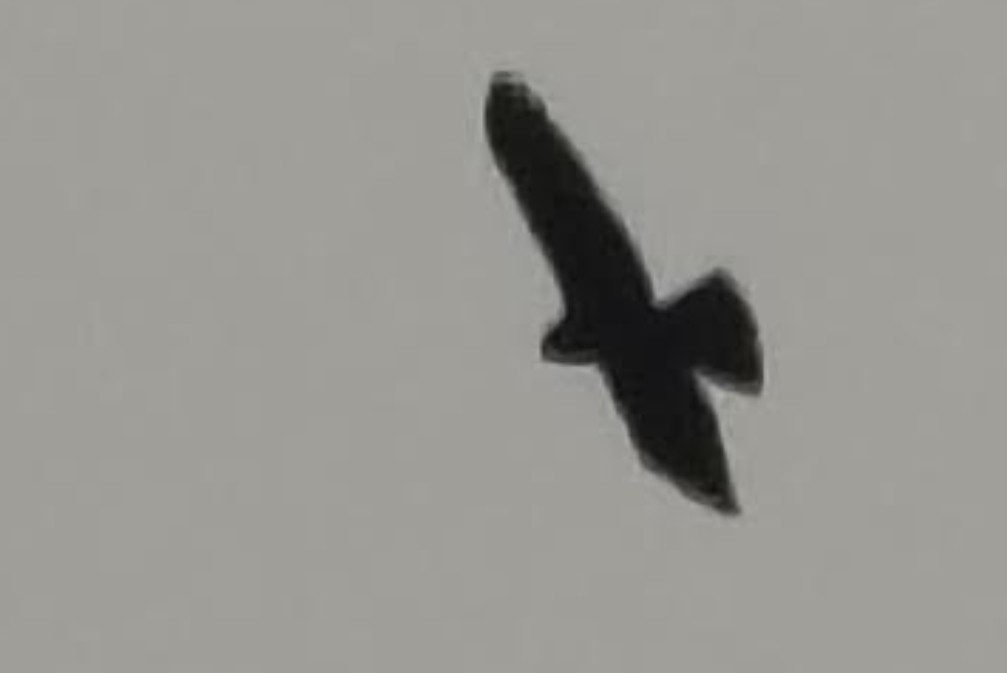 Змієїд блакитноногий - ML646341483