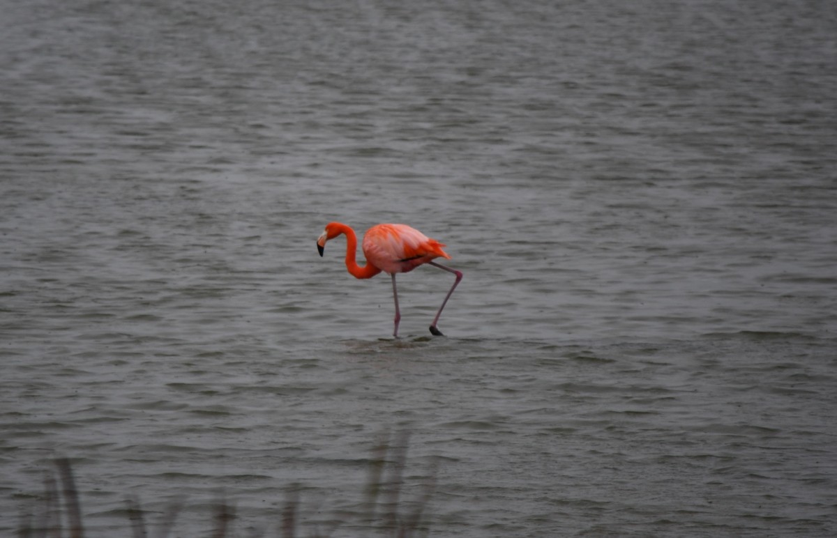American Flamingo - ML646341484