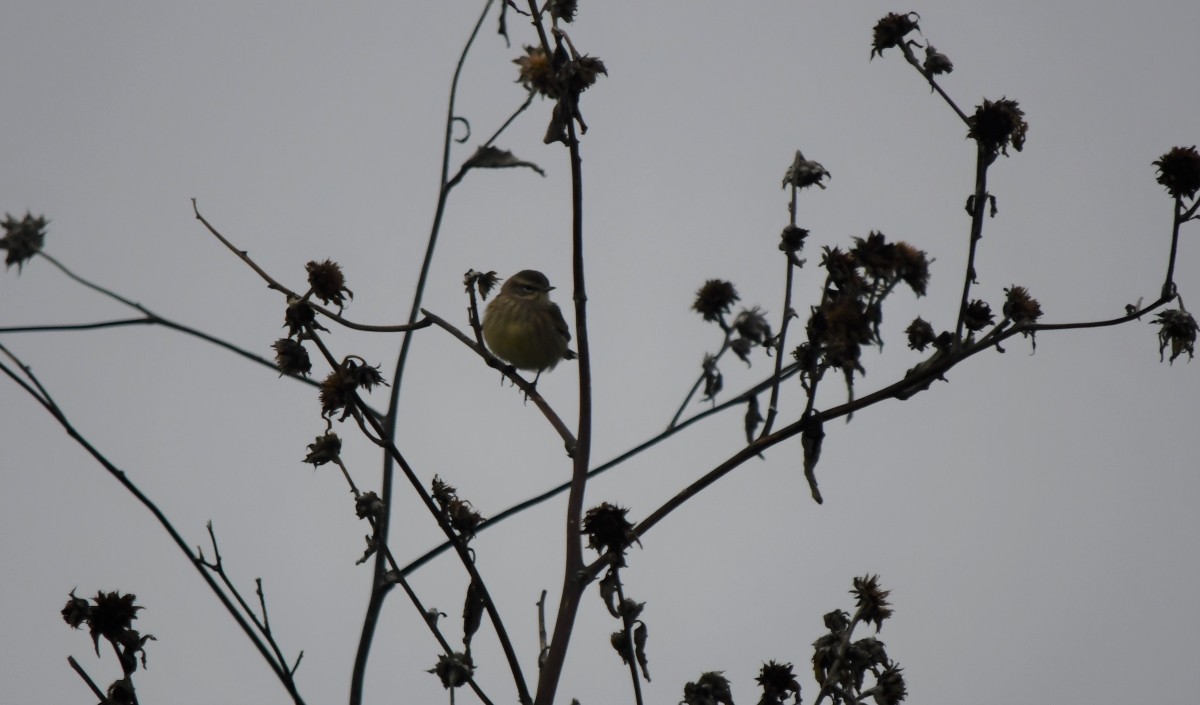 Palm Warbler - ML646341491