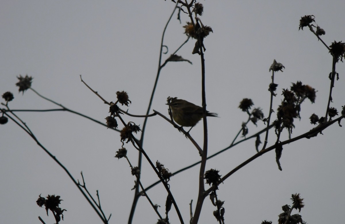 Palm Warbler - ML646341492