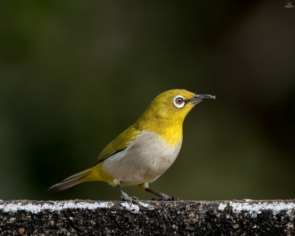 Indian White-eye - ML646341500