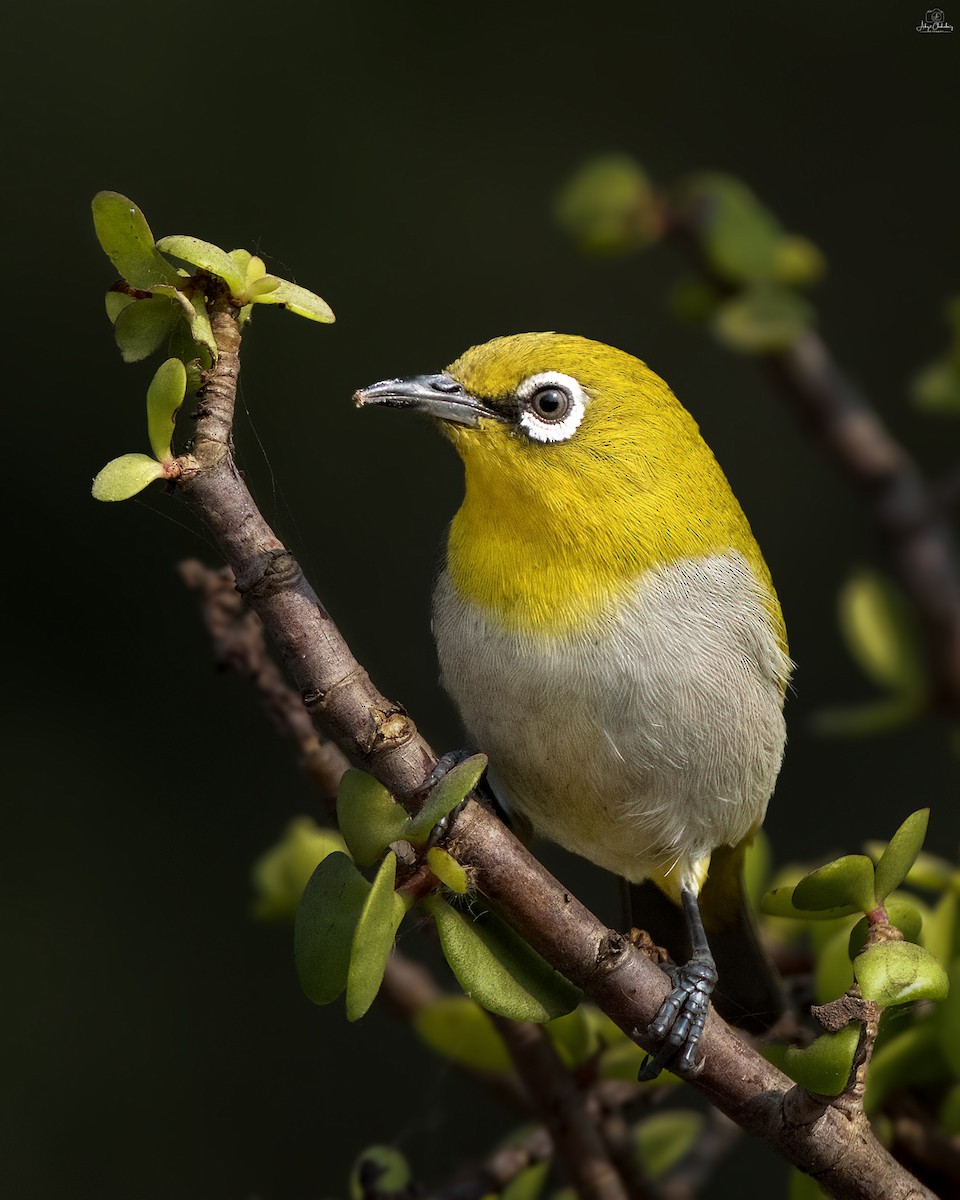 Indian White-eye - ML646341501