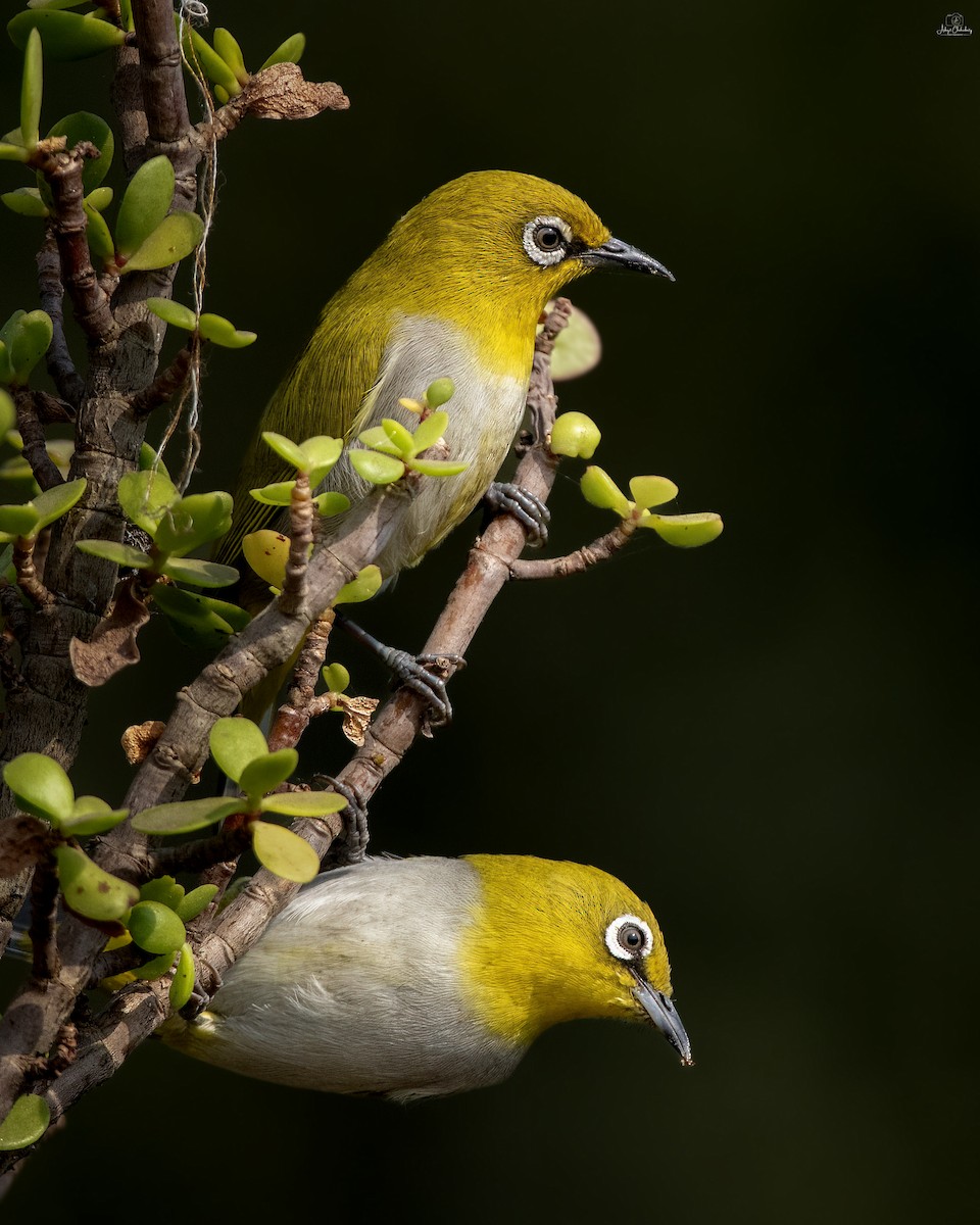 Indian White-eye - ML646341502