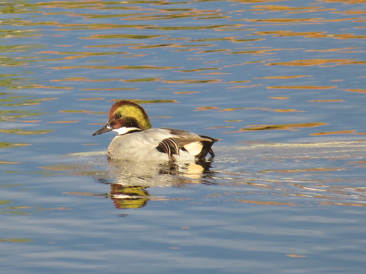 ヨシガモ - ML646341505