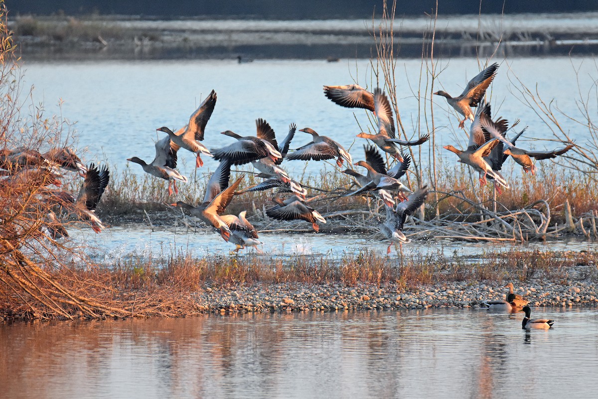 Graylag Goose - ML646341507