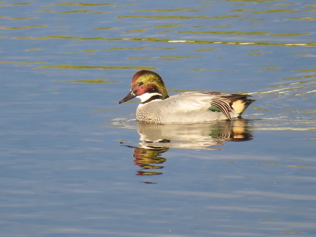 ヨシガモ - ML646341508