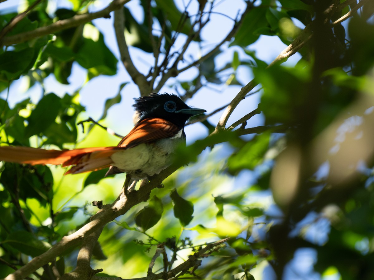 African Paradise-Flycatcher - ML646341509