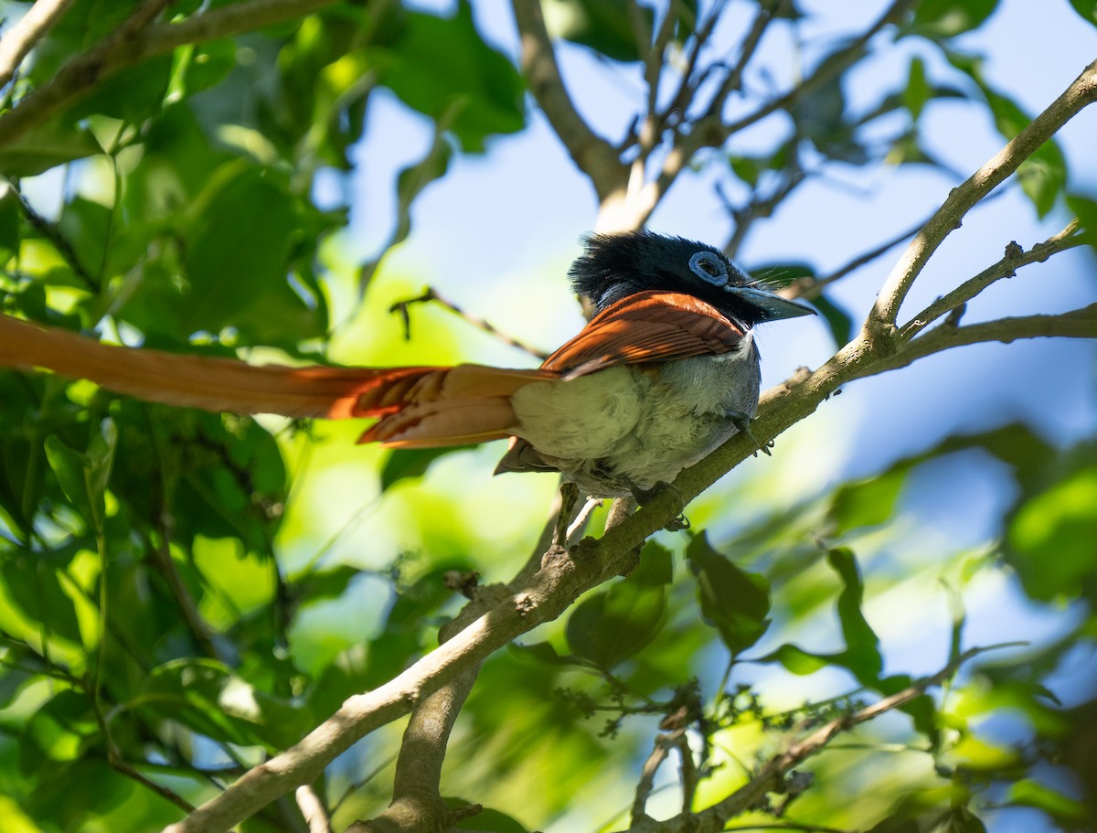 African Paradise-Flycatcher - ML646341510