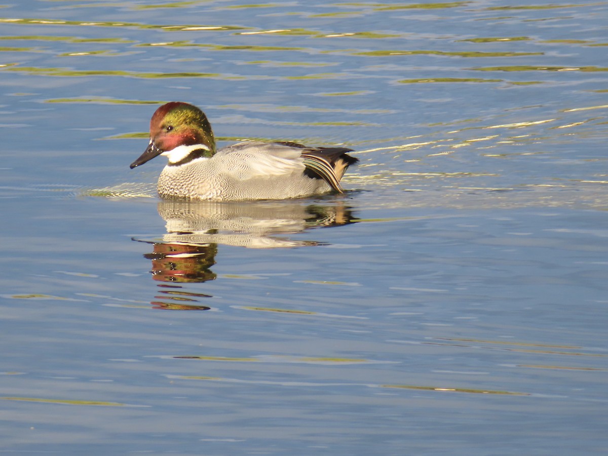 ヨシガモ - ML646341511