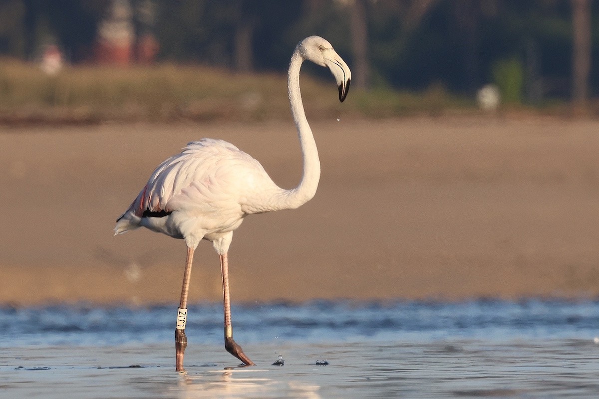 Fenicottero - ML646341520