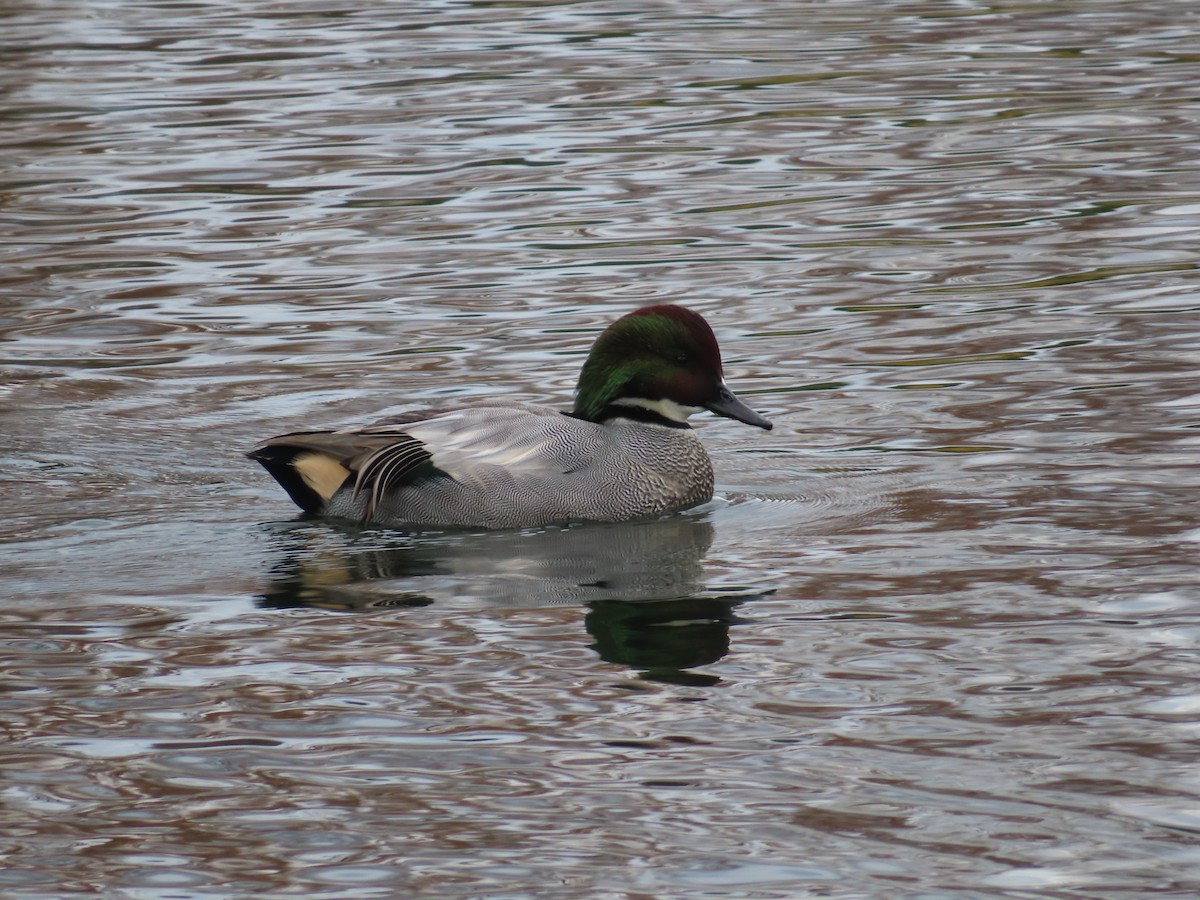 ヨシガモ - ML646341521