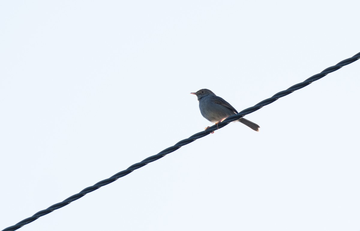 Piping Cisticola - ML646341531
