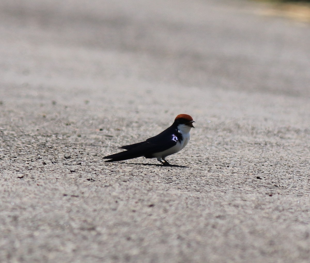Wire-tailed Swallow - ML646341537