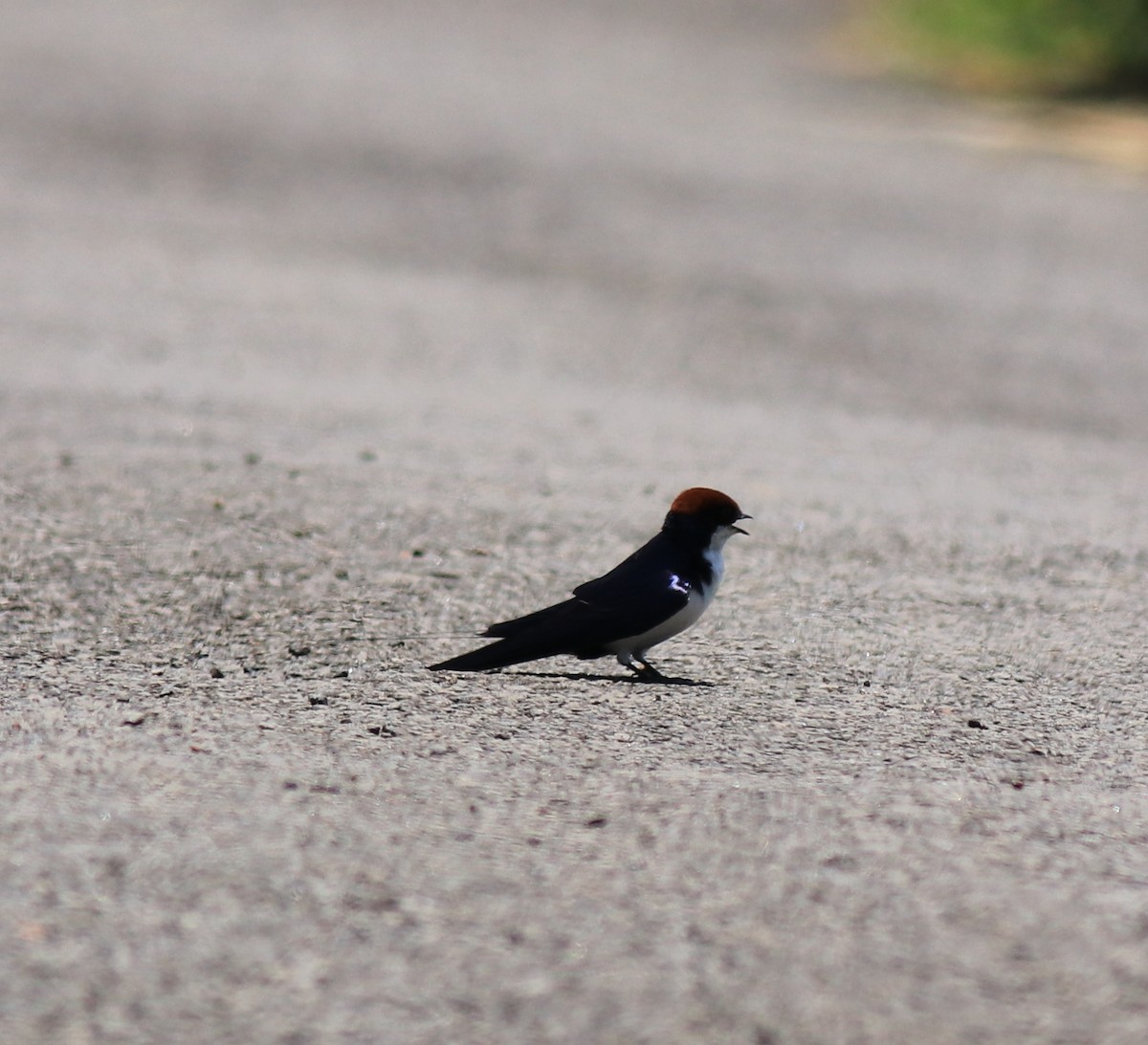 Wire-tailed Swallow - ML646341538