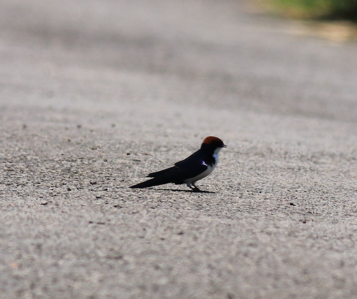 Wire-tailed Swallow - ML646341539